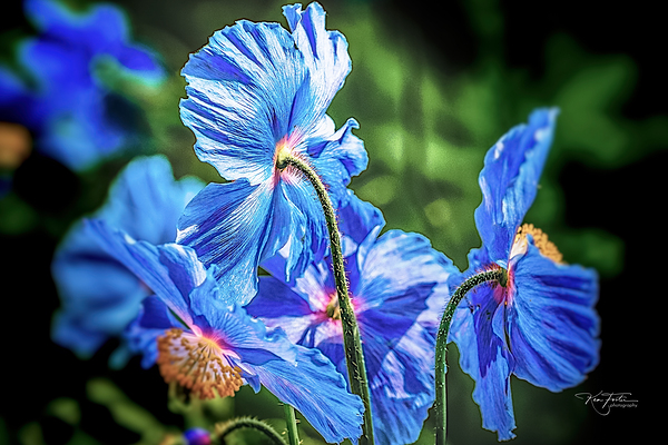 More Blue by KenFoster Photography