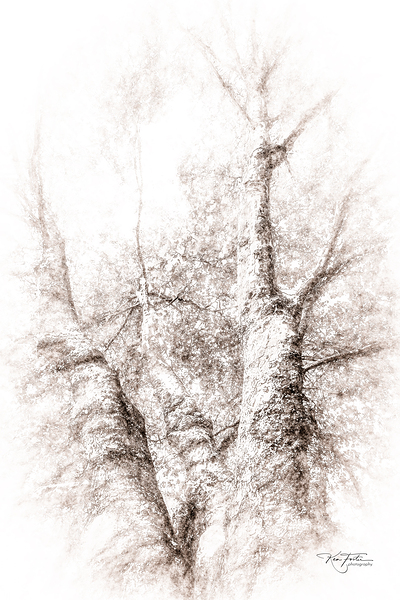 Favourite Tree by KenFoster Photography