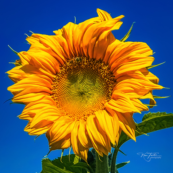 Fibonacci by KenFoster Photography