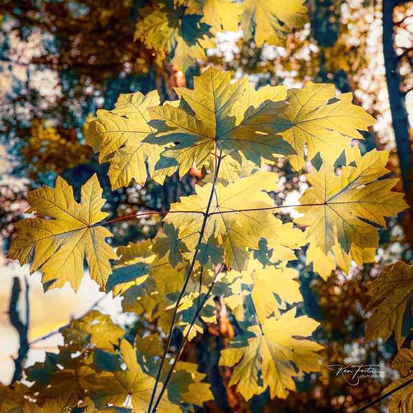 Syrup Tones by KenFoster Photography