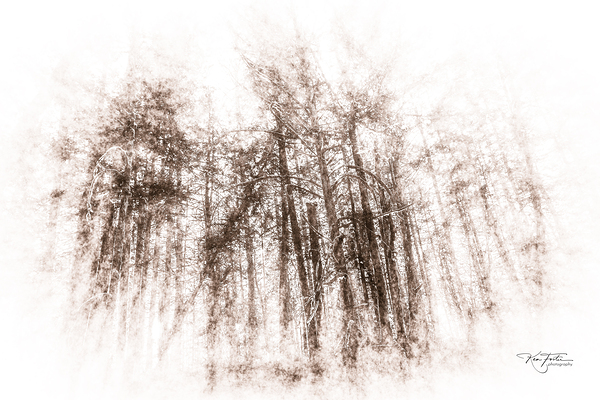 Trees for The Forest by KenFoster Photography
