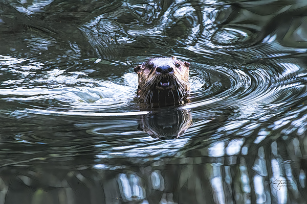 Curiosity by KenFoster Photography
