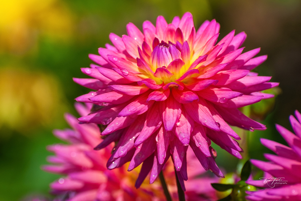 au Naturel by KenFoster Photography