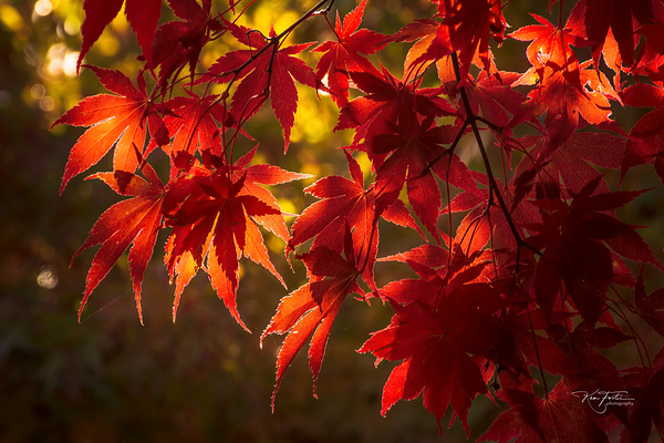These are the Leaves by KenFoster Photography