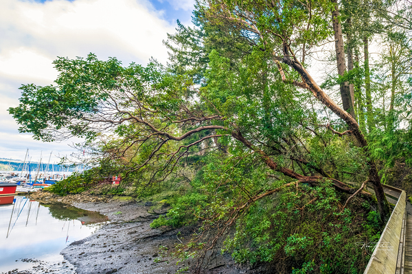 Reaching for the Bay by KenFoster Photography
