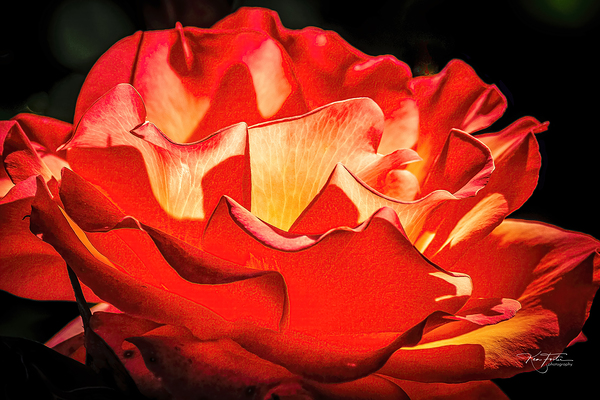 Light Rose by KenFoster Photography