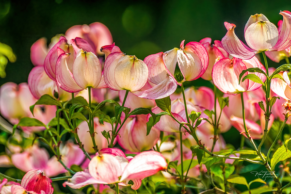 A Few Blossoms by KenFoster Photography