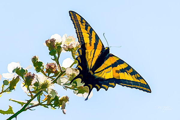 Swallowtail by KenFoster Photography