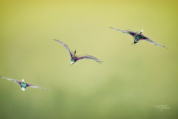 Swan Times Three by KenFoster Photography