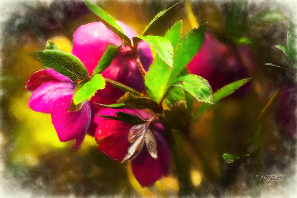 Back of the Blossom by KenFoster Photography