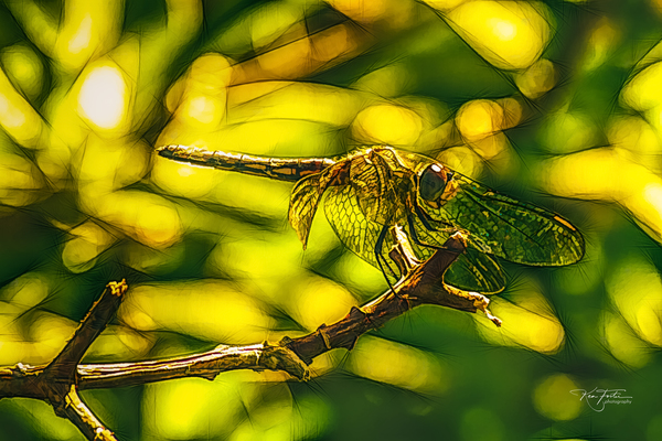 Background Details by KenFoster Photography