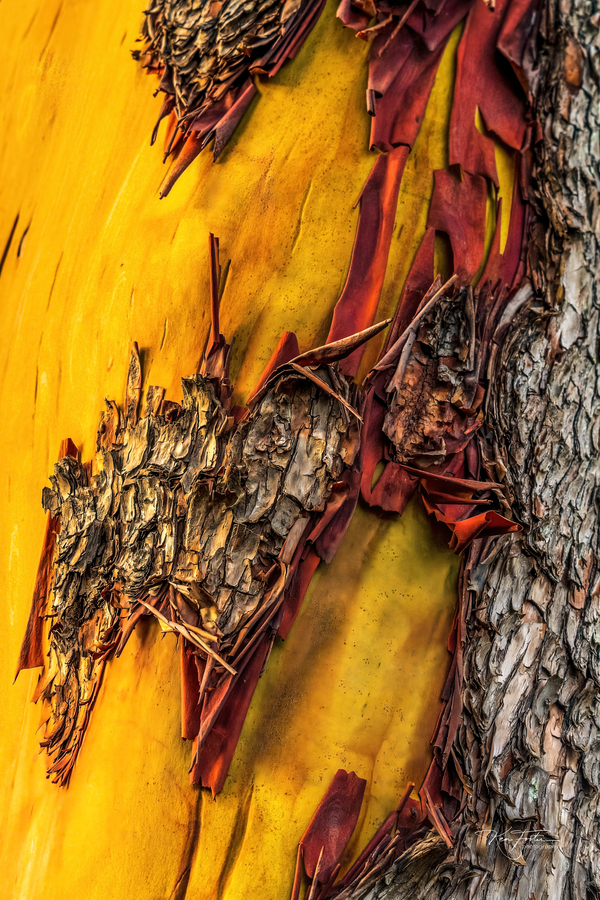 Bare Patch by KenFoster Photography