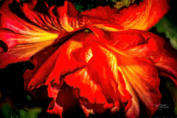 Begonia Fire by KenFoster Photography