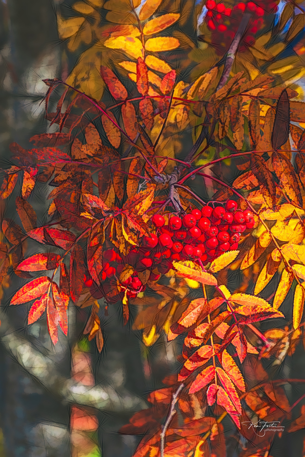 Being About Berries by KenFoster Photography