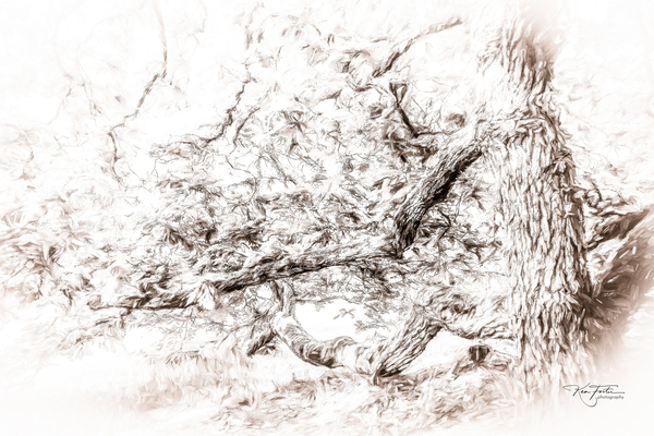 Ent Left by KenFoster Photography